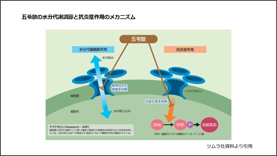 五苓散の水分代謝調整と抗炎症作用のメカニズム