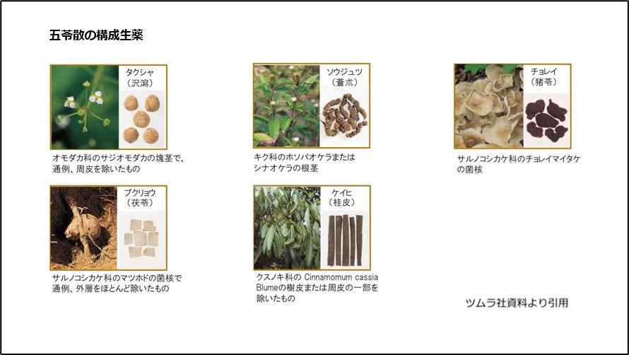 五苓散の構成生薬