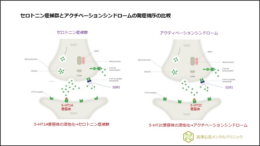 セロトニン症候群とアクチベーションシンドロームの発症機序の比較