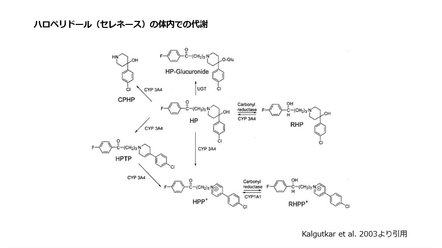 ハロペリドール（セレネース）の体内での代謝