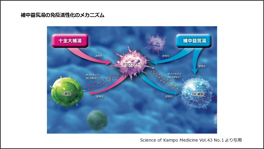 補中益気湯の免疫活性化のメカニズム