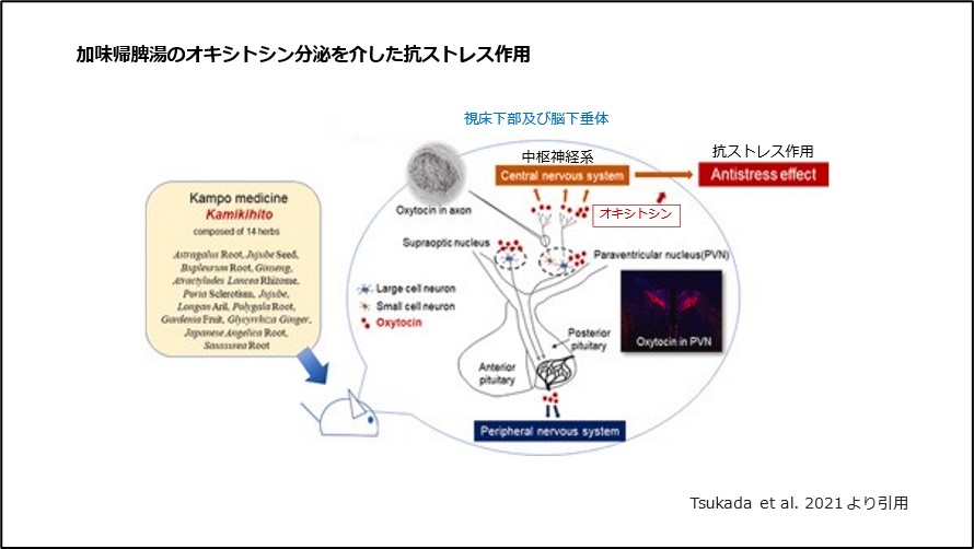 加味帰脾湯のオキシトシン分泌を介した抗ストレス作用