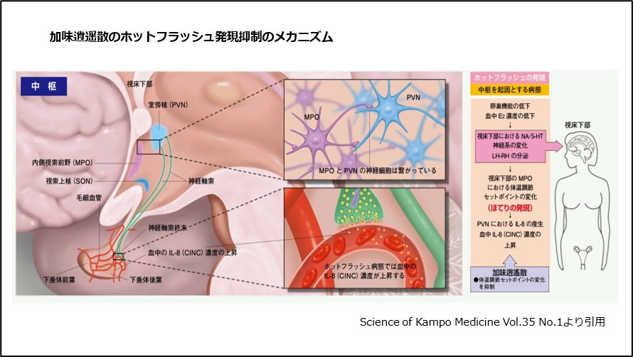 加味逍遥散のホットフラッシュ発現抑制のメカニズム