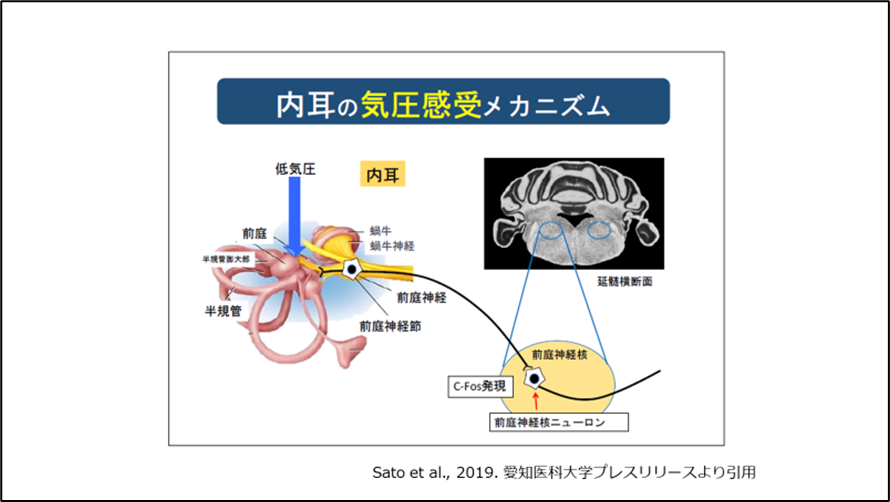 内耳の気圧感受メカニズム