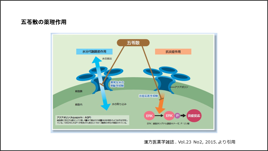 五苓散の薬理作用