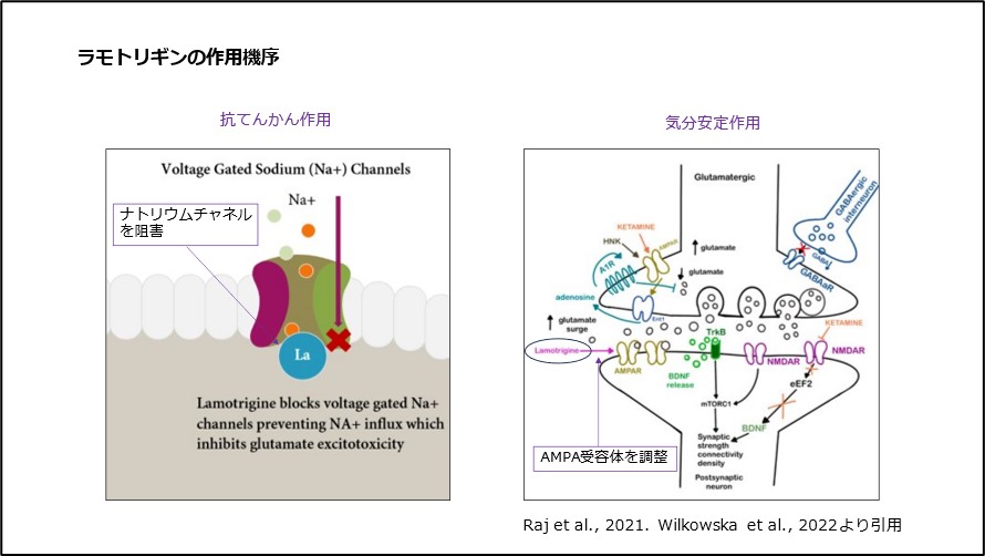 ラモトリギンの作用機序