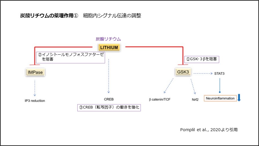 炭酸リチウムの薬理作用①