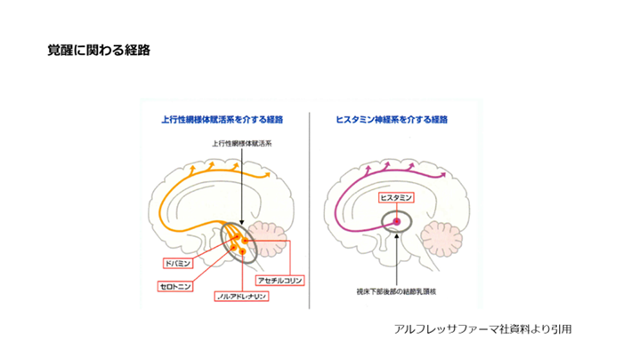 覚醒に関わる経路