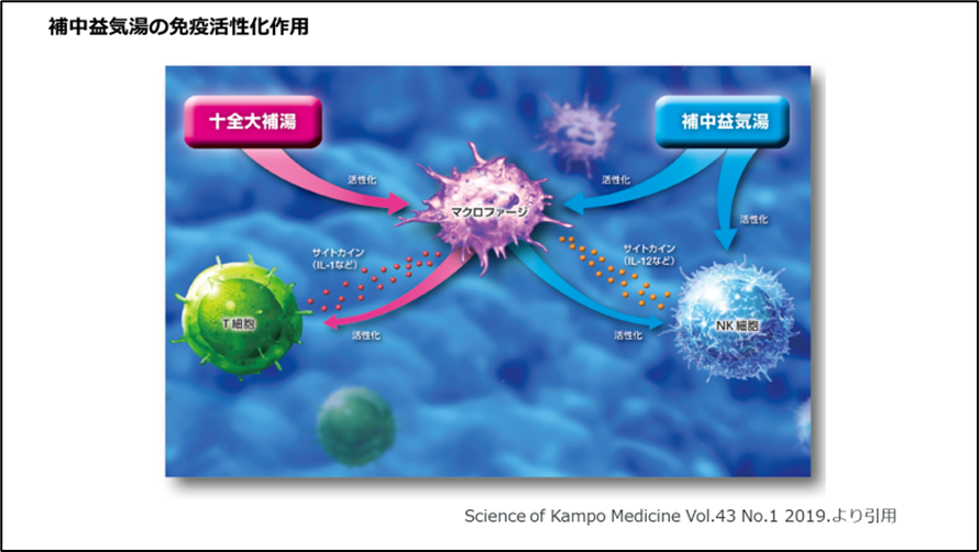 補中益気湯の免疫活性化作用