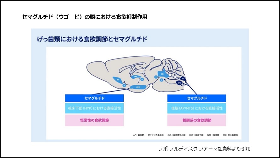 セマグルチド（ウゴービ）の脳における食欲抑制作用