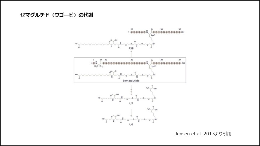 セマグルチド（ウゴービ）の代謝