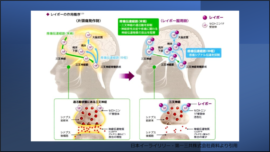 レイボーの作用機序