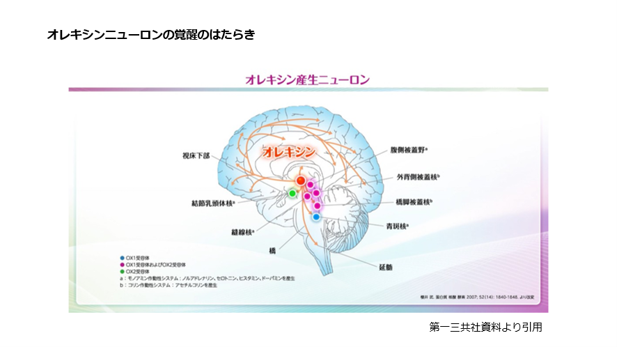 オレキシンニューロンの覚醒のはたらき