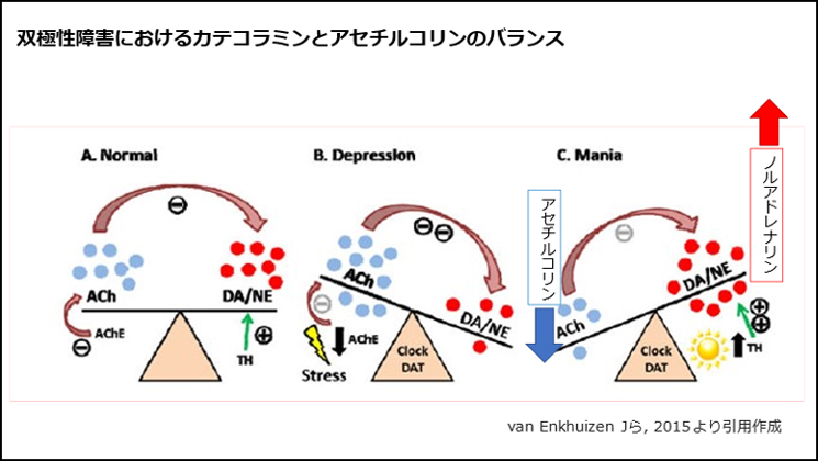 双極性障害におけるカテコラミンとアセチルコリンのバランス