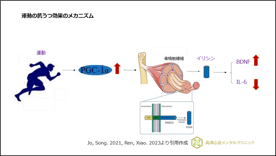 運動の抗うつ効果のメカニズム