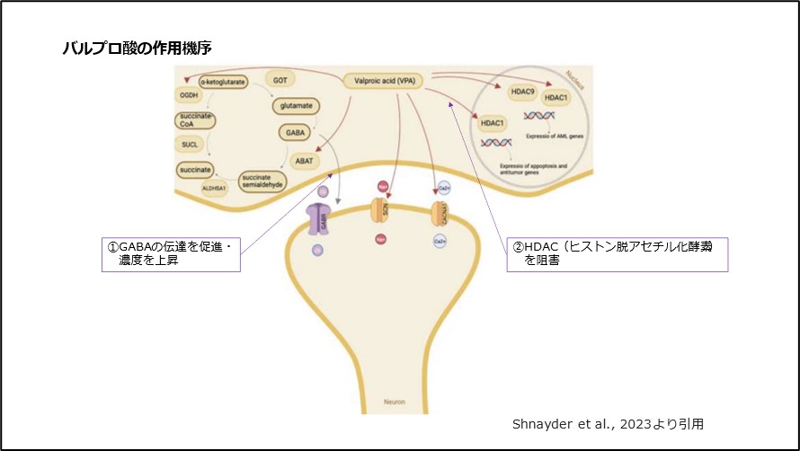 バルプロ酸の作用機序