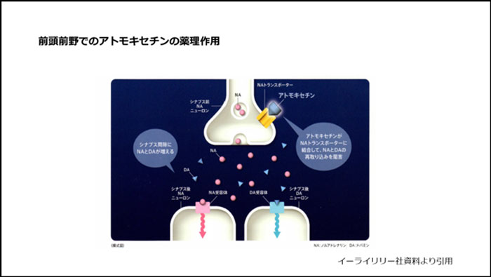 前頭前野でのアトモキセチンの薬理作用