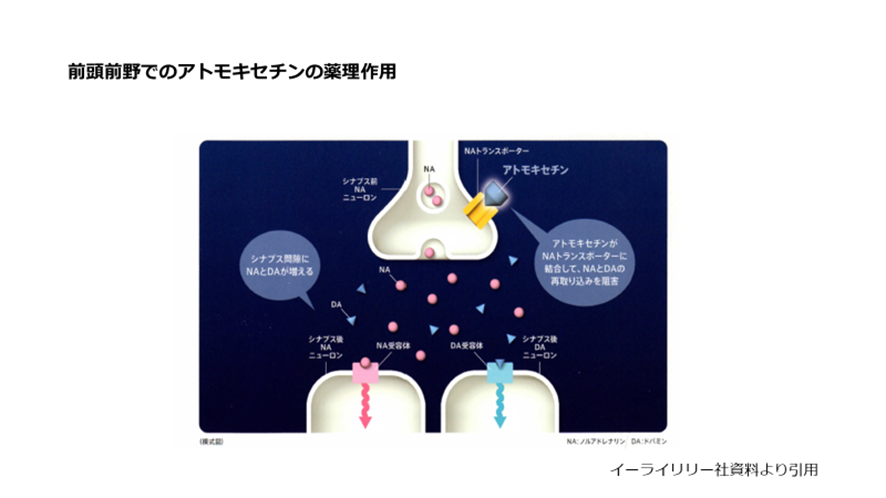前頭前野でのアトモキセチンの薬理作用