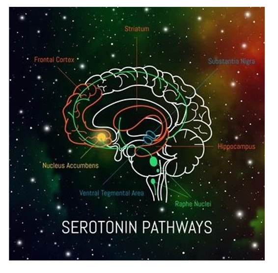 遺伝的なセロトニン神経伝達系路の関与が示唆されている