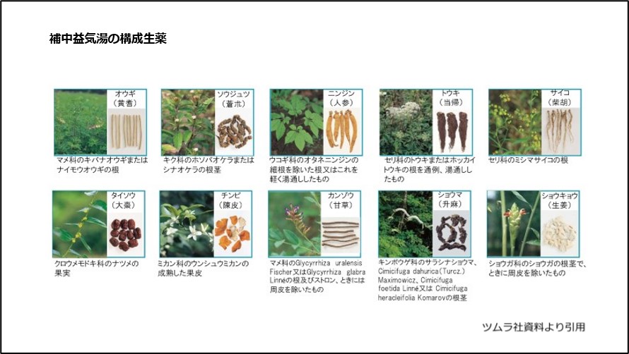 補中益気湯の構成生薬