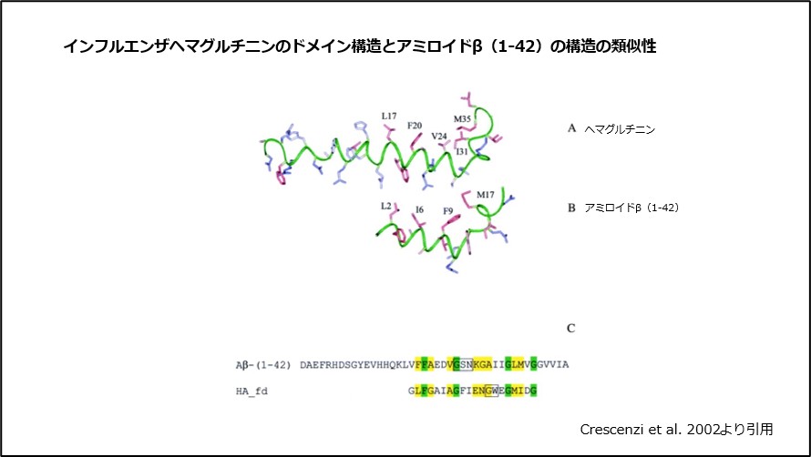 インフルエンザヘマグルチニンのドメイン構造とアミロイドβ-(1-42)構造の類似性