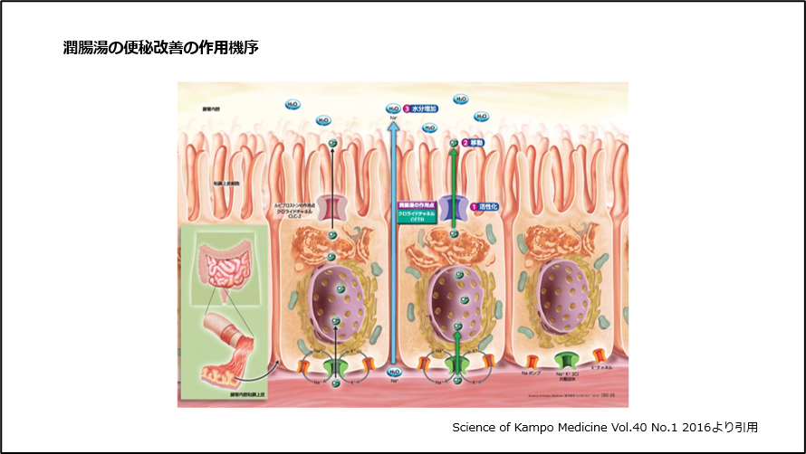 潤腸湯の便秘改善の作用機序