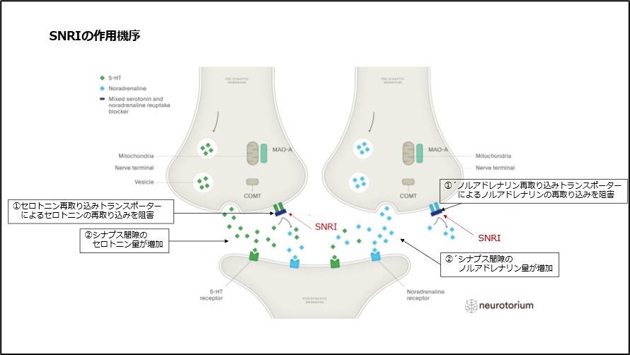 SNRIの作用機序
