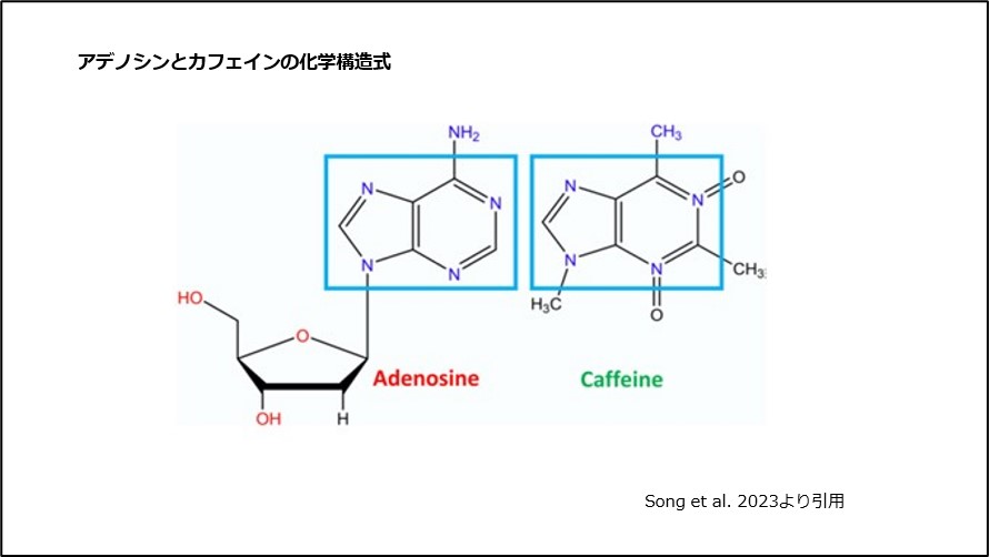 アデノシンとカフェインの化学構造式
