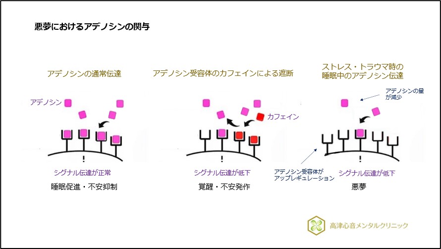 悪夢におけるアデノシンの関与