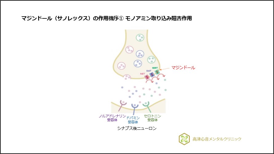 マジンドール（サノレックス）の作用機序①モノアミン取り込み阻害作用