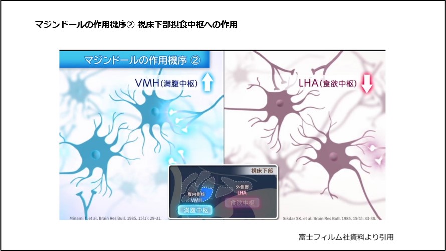 マジンドールの作用機序②視床下部摂食中枢への作用