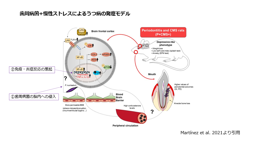 歯周病菌+慢性ストレスによるうつ病の発症モデル