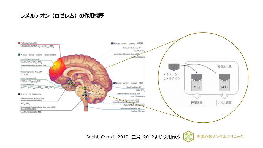 ラメルテオン(ロゼレム)の作用機序