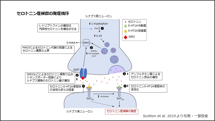 セロトニン症候群の発症機序