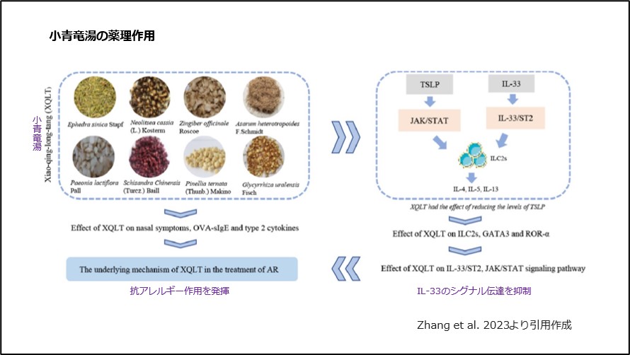 小青竜湯の薬理作用