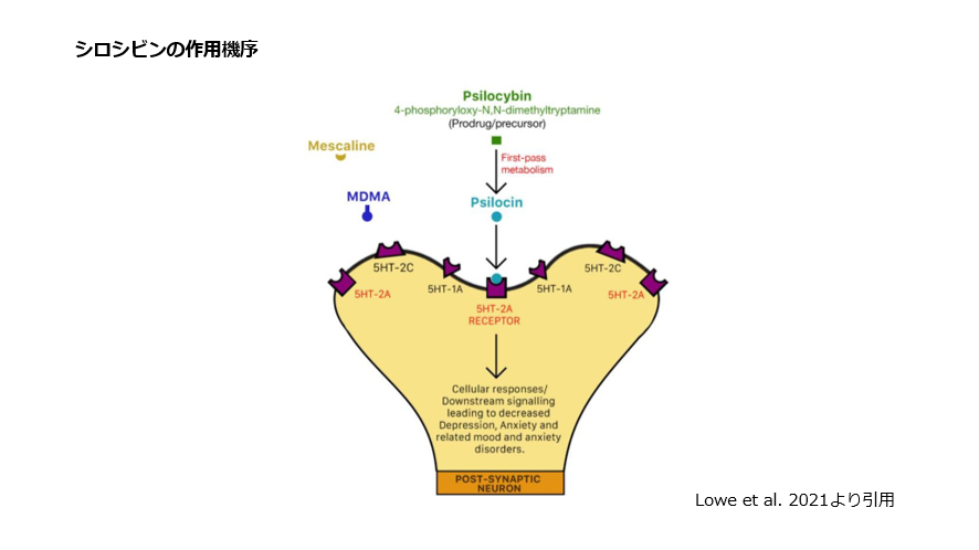 シロシビンの作業機序