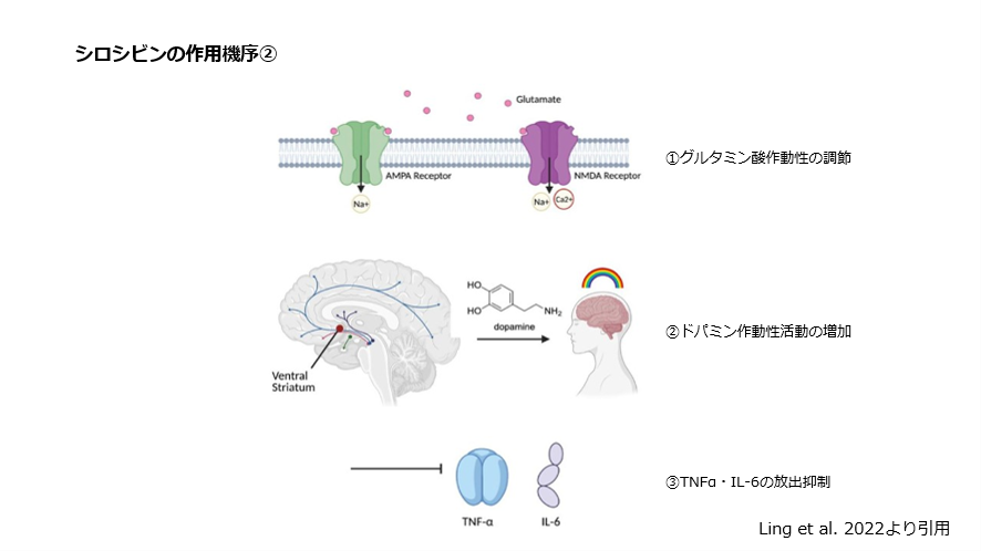 シロシビンの作業機序②