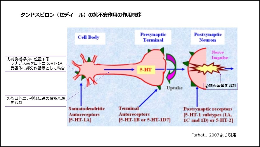 タンドスピロン(セディール)の抗不安作用の作用機序