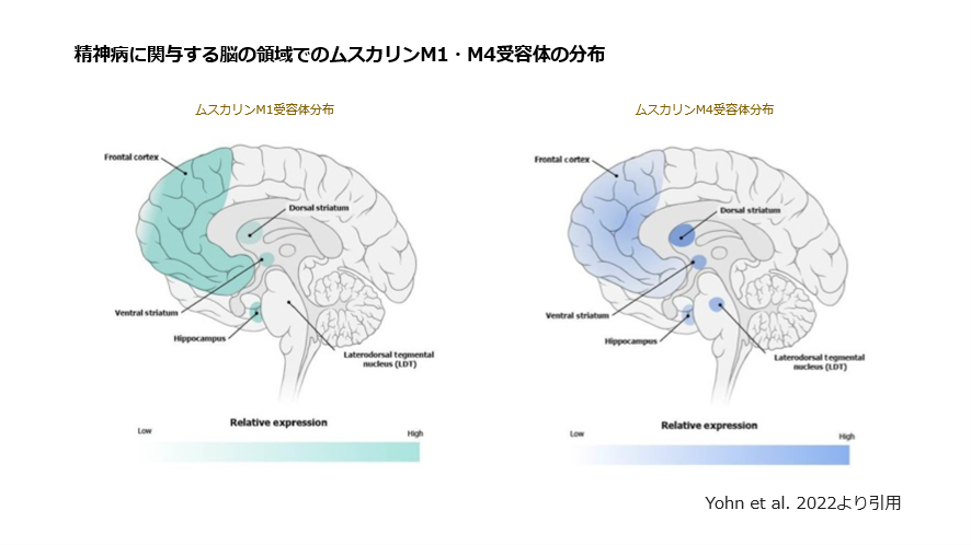 統合失調症新薬Cobenfy（KarXT）（日本未承認薬）について｜川崎
