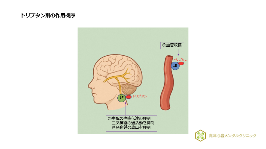 トリプタン剤の作用機序