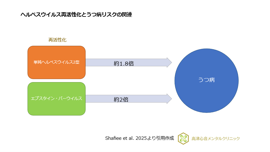 ヘルペスウィルス再活性化とうつ病リスクの関連