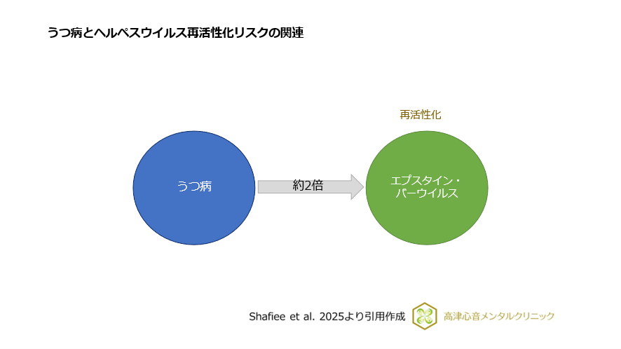 うつ病とヘルペスウィルス再活性化リスクの関連